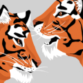 Illustration of two stylized tigers facing each other against a gray background. The tigers have distinctive orange fur with bold black stripes and white accents around their mouths and ears.